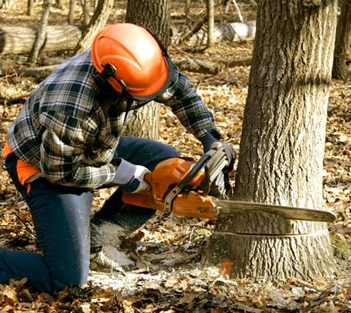 Tree Removal in Hermitage, TN